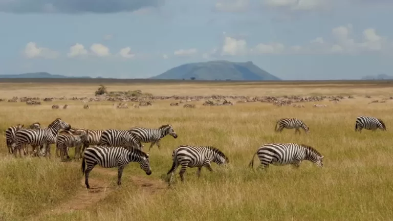 Kenya & Tanzania Safari Combo