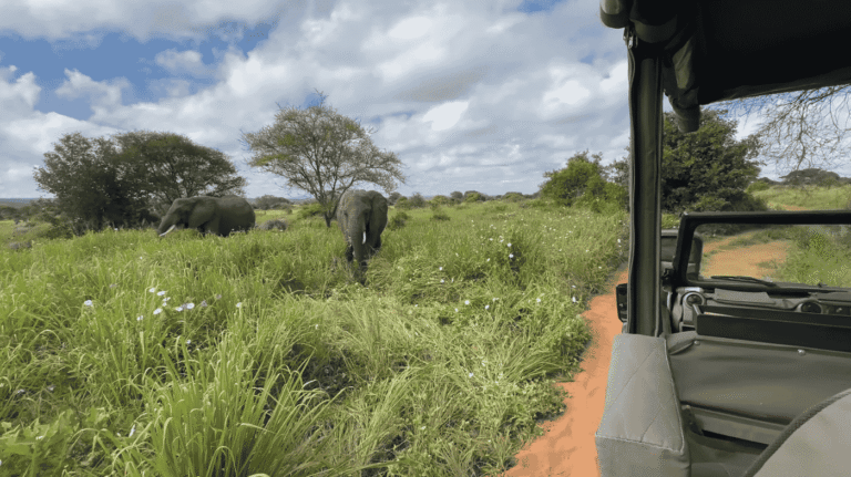 Top-Rated Tanzania Safari Packages