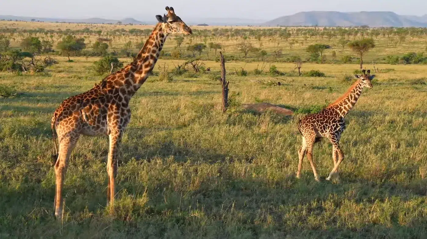 Wildlife to Expect on a Tanzania Safari 
