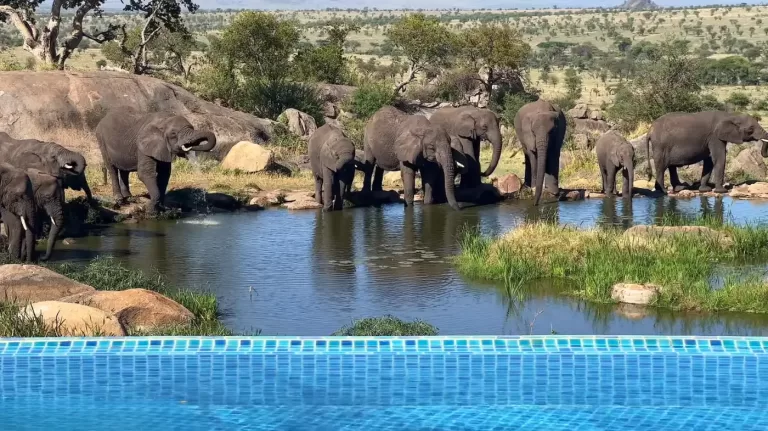 Expect on a Tanzania Safari