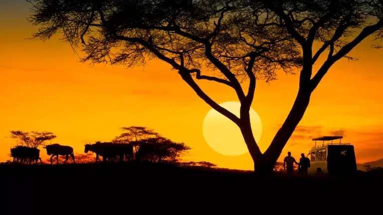 Best Locations for Night Safaris in Tanzania