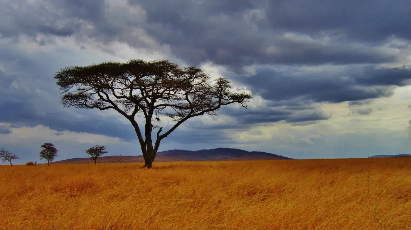 Big Five safari in Serengeti National Park