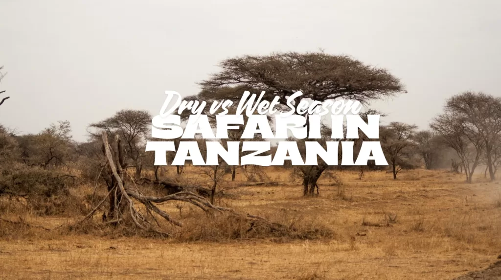 Dry vs Wet Season Tanzania Safari