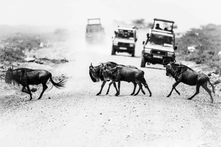 Monochrome photo of wildebeests crossing a dirt road in Tanzania, showcasing wildlife and travel themes.