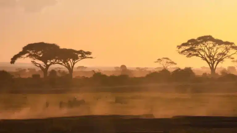 Tanzania safari operator selection