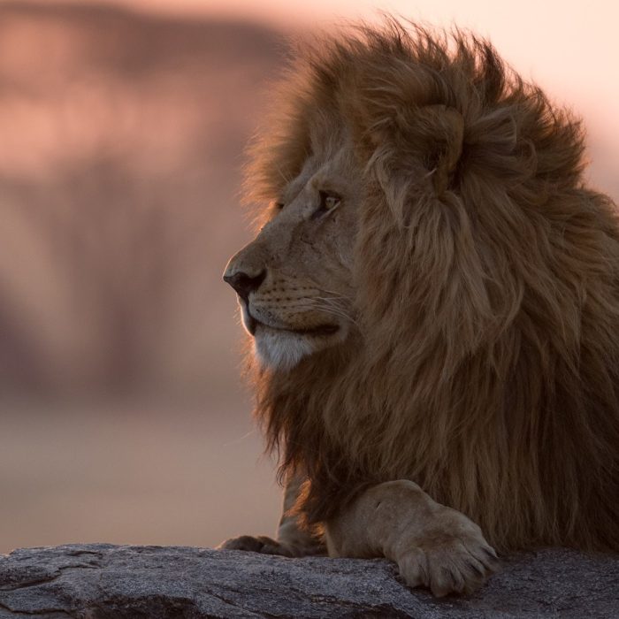 7 Day Lion King Safari EASTCO Safaris